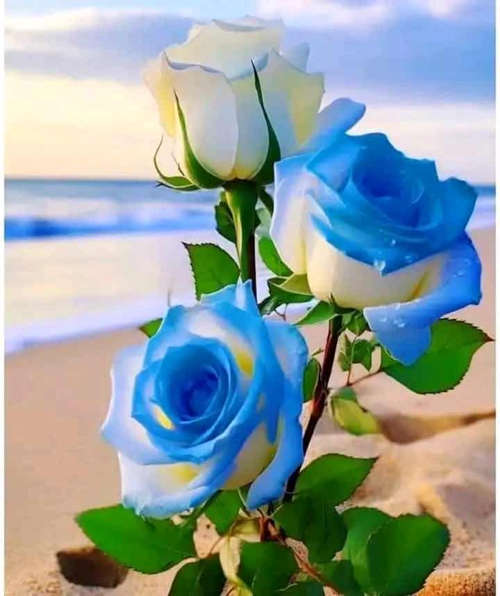 gipjazes flower pictures. 11.jpeg