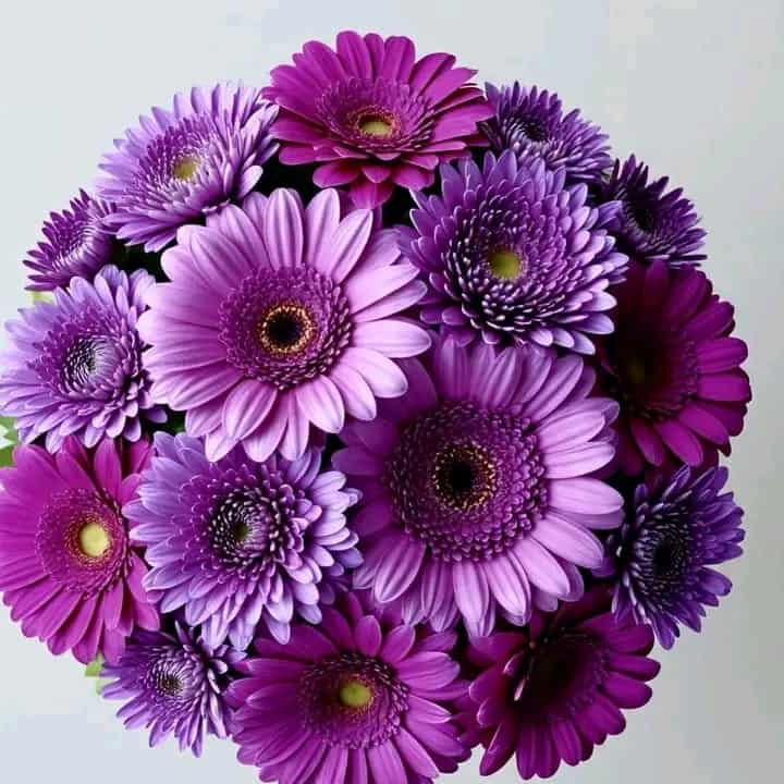 gipjazes flower pictures. 21.jpeg