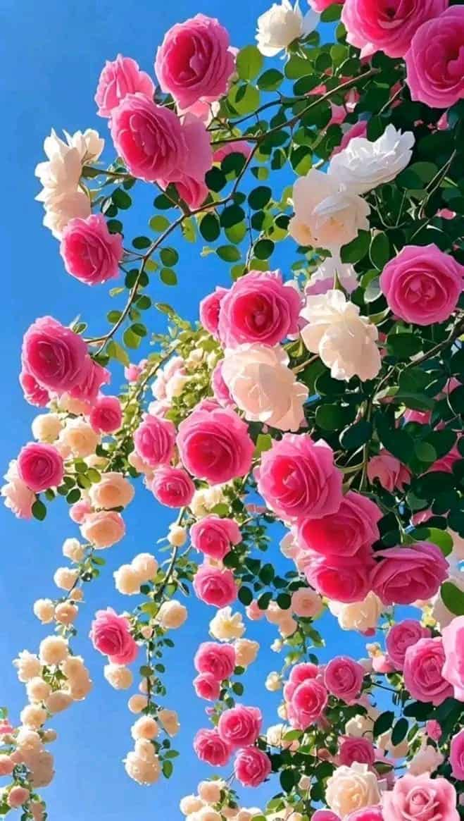 gipjazes flower pictures. 38.jpeg