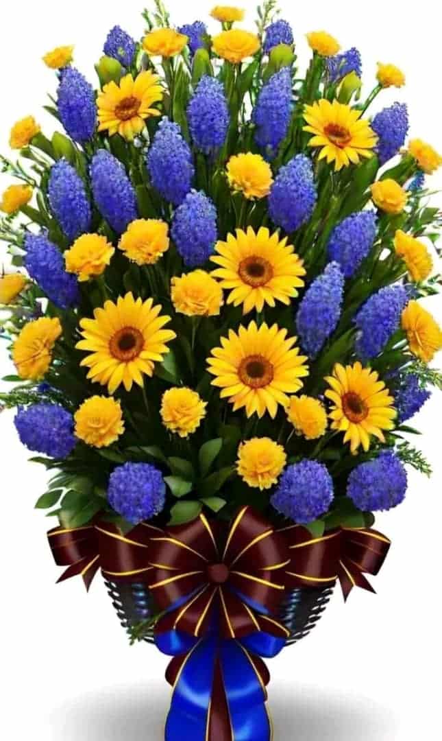 gipjazes flower pictures.jpeg 6.jpeg