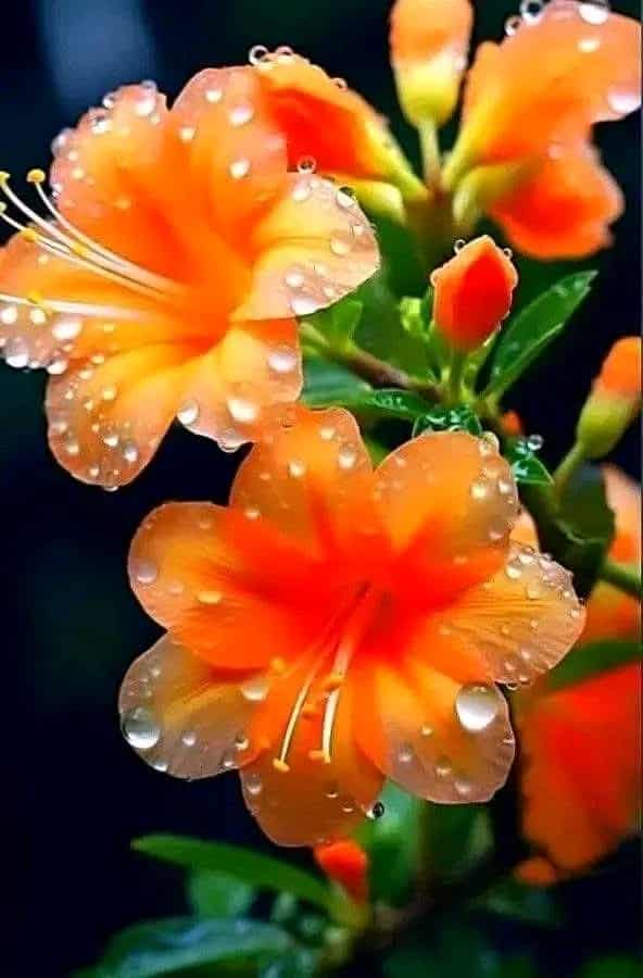 gipjazes flower pictures.jpeg 7.jpeg