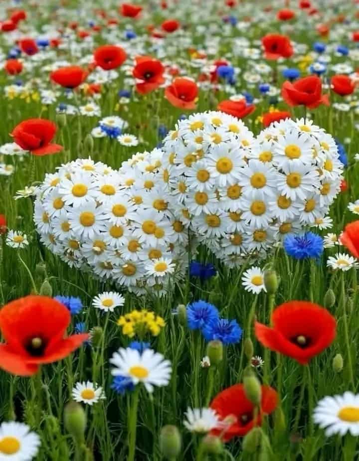 gipjazes flower pictures.jpeg 8.jpeg